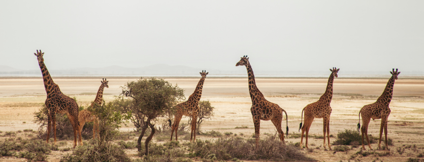 seguro médico para Kenia