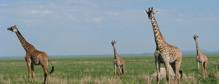 seguro de viaje a Tanzania