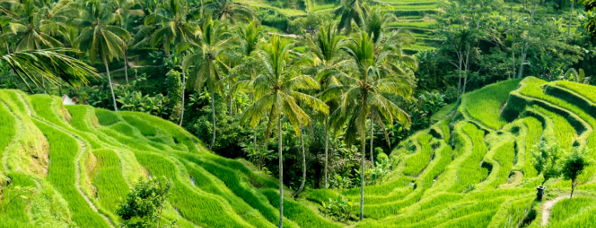 Seguro m&eacute;dico a Bali